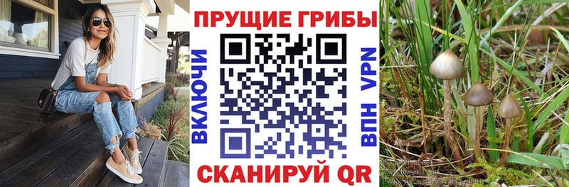 Псилоцибиновые грибы мицелий купить наркоту блэк спрут ССЫЛКА Николаевск